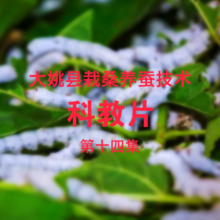 栽桑养蚕科教片14